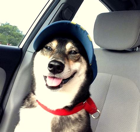 Dogs Who Are Thrilled With Their New Hats
