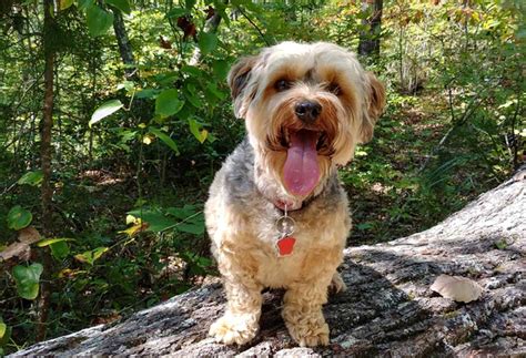 Yorkie Poo Dog Breed Information And Characteristics Daily Paws