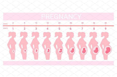 Stages Fetus In Belly Timeline Masterbundles