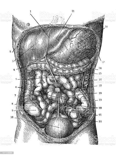 Antique Illustration Du Corps Humain Anatomie Abdomen Vecteurs Libres
