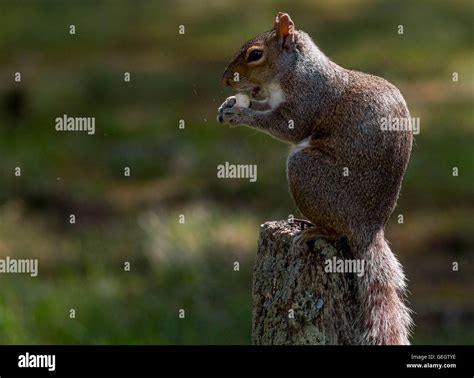 Eastern Gray Squirrel Stock Photo Alamy