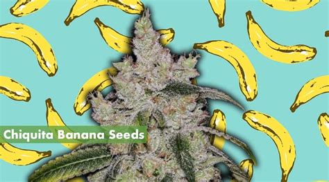 Where To Buy The Best Chiquita Banana Seeds Online 10buds