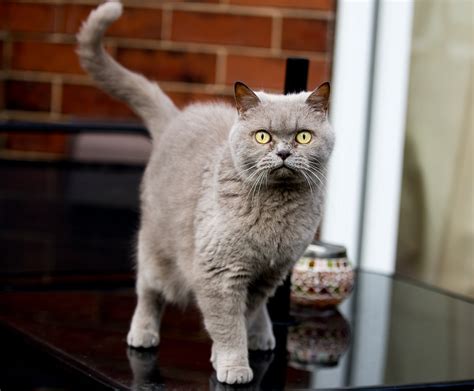 American Shorthair Vs British Shorthair Cat Whats The Difference