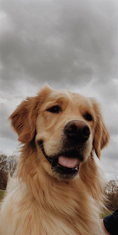 Golden Retriever Wallpaper Aesthetic Dogs Golden Retriever Wallpaper