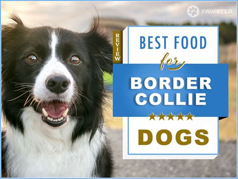 Get 30% off your first autoship order & never run out of your pet's favorites again. 7 Best Foods To Feed an Adult and Puppy Border Collie in 2020