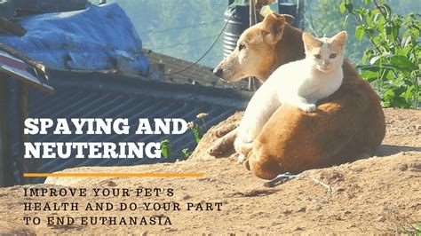 What Is Spaying And Neutering Help Limit Overpopulation And Euthanasia
