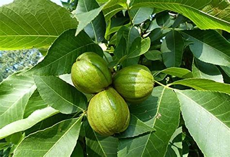 Shagbark Hickory Tree Seedlings Plantly