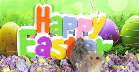 Forget Bunnies Get Into The Easter Spirit With These Hamsters