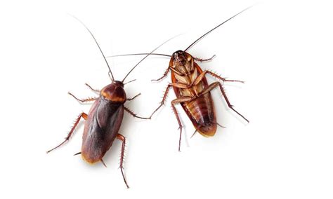 Why Do Cockroaches Eat Each Other