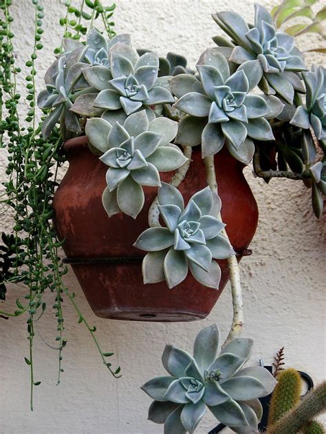 The last 2 years the plant stems look dull and limp. 645 best *Beautiful Succulents & Cactus images on Pinterest