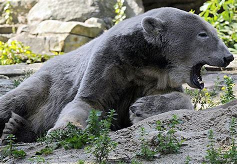 Grolar Bear Polar Bear Animals Animal Facts For Kids