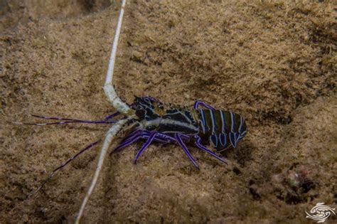 Painted Spiny Lobster Facts And Photographs Seaunseen