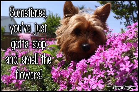 Sometimes you have to stop and smell the roses flowers quotes stop and smell the roses positively smitten. Stop And Smell The Flowers Dog Photo Glitter Graphic, Greeting, Comment, Meme or GIF