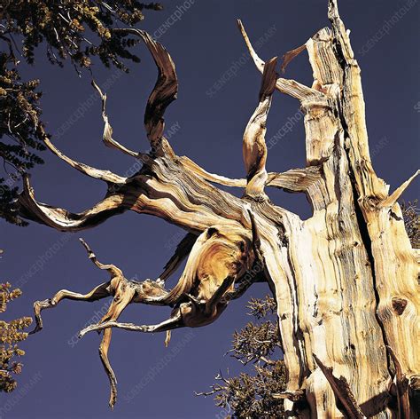 Bristlecone Pine Pinus Aristata Stock Image B5000489 Science