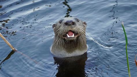 River Otters Attacking People In Alaska Mental Floss