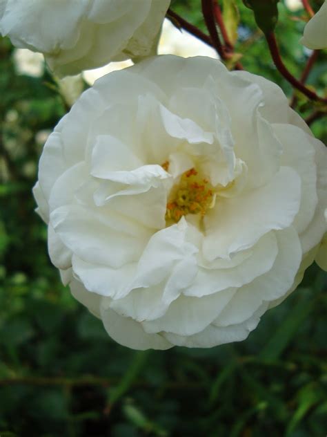 Passionnément Jardin Une Rose Un Rosier Midsummer Snow