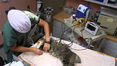 Riverside cat hospital veterinary care and boarding for cats only! Attaching ECG Monitoring leads to cat at Riverside ...