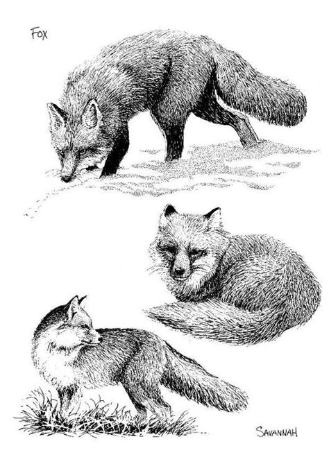 Ausmalbilder zum drucken malvorlage fuchs kostenlos 4. Malvorlage Fuchs | Ausmalbild 8568. | Fuchs, Fuchs zeichnung, Fuchs zeichnen
