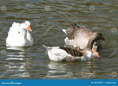 greylag geese mating on a river stock image image of focus garden 185129781