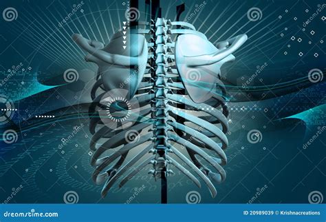 Collar Bone Stock Illustration Illustration Of Human 20989039
