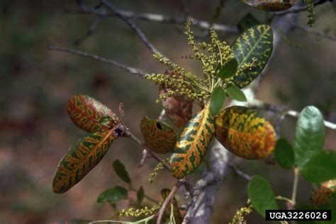 Oak Wilt Bretziella Fagacearum On Live Oak Quercus Virginiana
