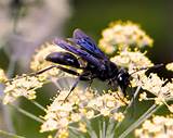 What Is A Black Wasp Photos