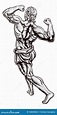 Ancient Grekisk Eller Roman Strong Man Vektor Illustrationer ...