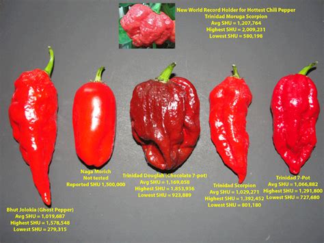 Trinidad moruga scorpion hot peppers (chocolate) seeds. Watch out for the Trinidad Moruga Scorpion. Hottest pepper ...