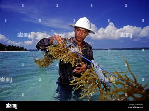 Indonesia Sulawesi Tukangbesi Islands Man Inspecting Seaweed Stock