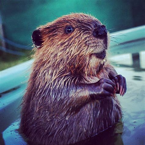 Otters And Science News Cute Baby Beavers To Celebrate International