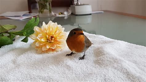 Robin Bird In Our Garden Youtube