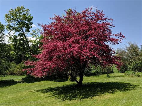 Profusion Crabapple Tree For Sale Buying And Growing Guide