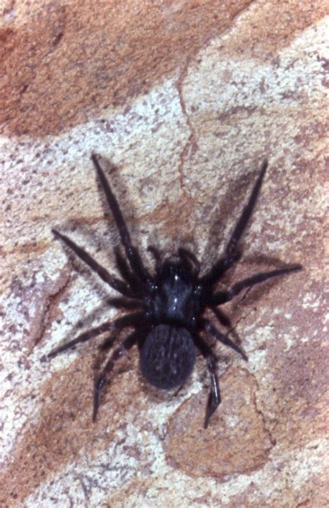 Black House Spider Green Pest Control