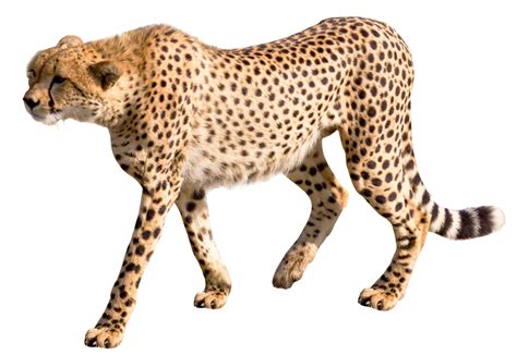 Cheetah Png Image Purepng Free Transparent Cc0 Png Image Library