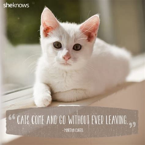 50 Cat Quotes That Only Feline Lovers Would Understand Cute Cat