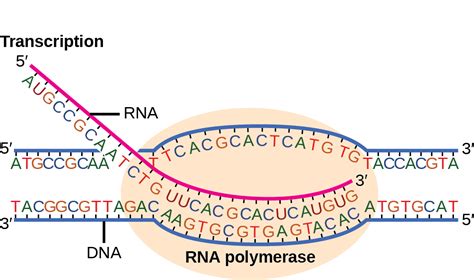 Biology 2e Genetics Genes And Proteins Prokaryotic Transcription