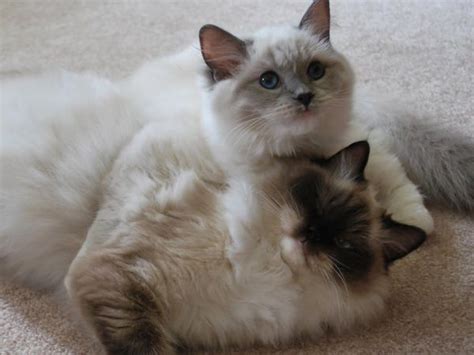 These kittens will come as close as possible to meeting the ragdoll standard. Pin on Washragdolll.