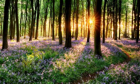 40 Spring Forest Wallpapers On Wallpapersafari