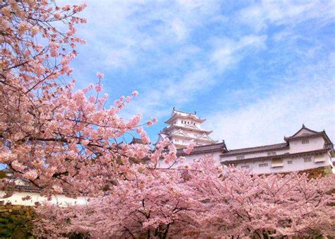 100 Must See Sakura Spots Japans Cherry Blossom Ranking 2018