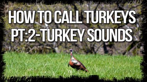 How To Call Turkeys Part 2 Turkey Sounds Turkey Hunting Tips Youtube