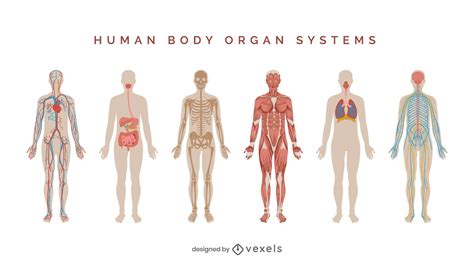 Human Body Systems Illustration Set Vector Download