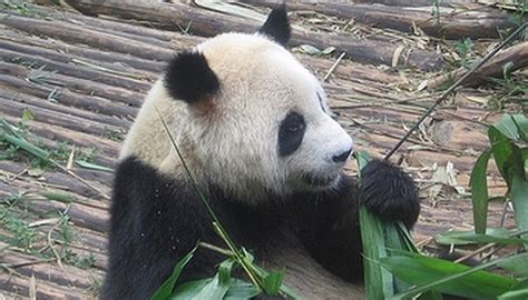 Why Are Pandas Endangered Animals Sciencing