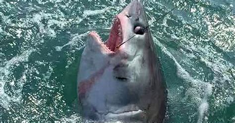 500lb Shark Caught Off Coast Of Cornwall Devon Live