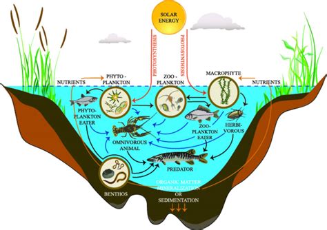 Freshwater Producers And Consumers Biology Online Tutorial