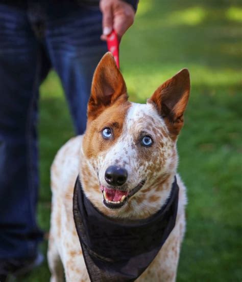 Red Heeler Australian Cattle Dog