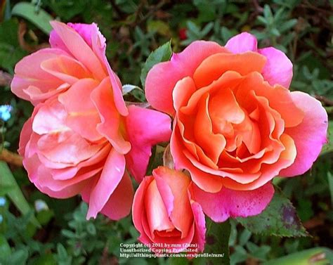 Photo Of The Bloom Of Rose Rosa Disneyland Rose Posted By Zuzu