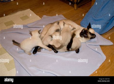 Week Old Siamese Kitten Hi Res Stock Photography And Images Alamy