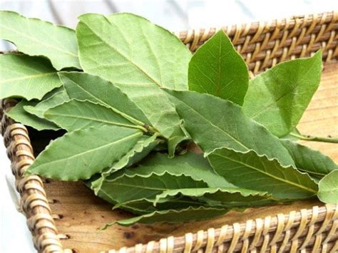 Prediabetes is really common—more than 88 million us adults have it, though more than 84% of them don't know they do. Bay Leaves Lower Glucose Levels In Type 2 Diabetes ...