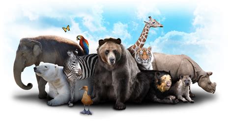 Animal Behavior Study Guide Course Online Video Lessons