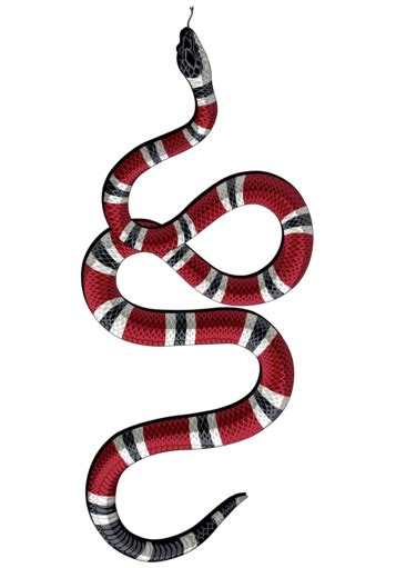 How To Draw A Coral Snake Step By Step Snake Drawing